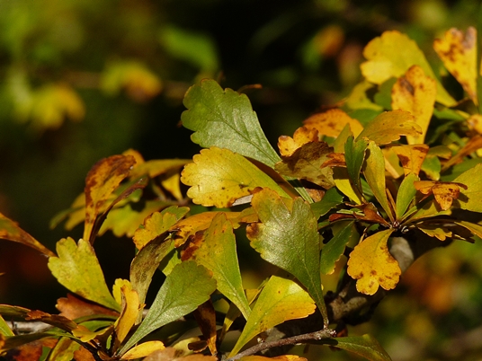 {Crataegus spathulata}